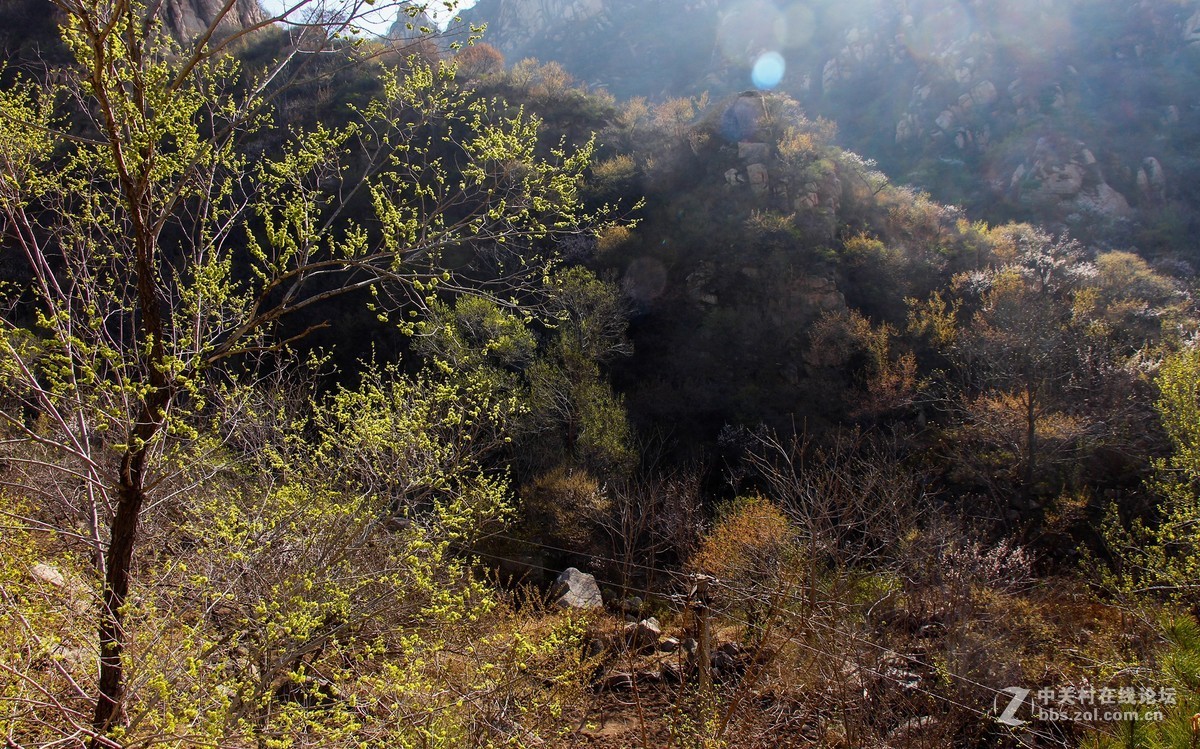 #正是一年最美时# 春到猕猴桃谷 续