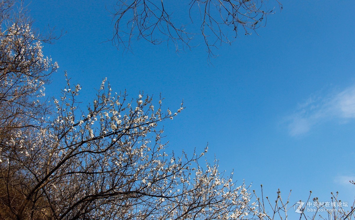 #正是一年最美时# 春到猕猴桃谷 续