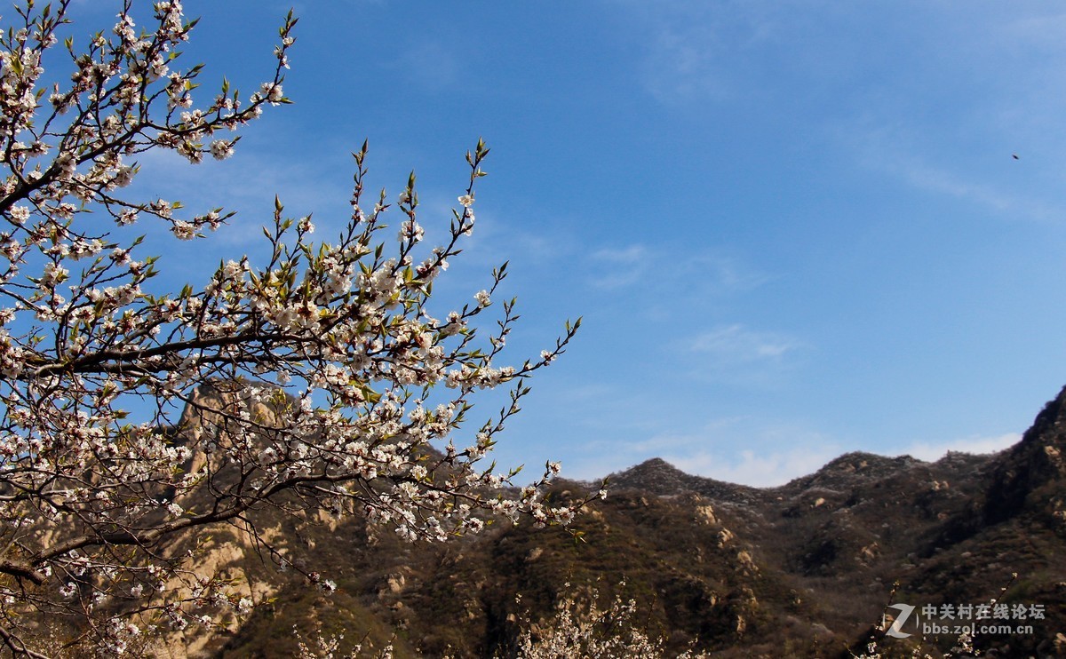 #正是一年最美时# 春到猕猴桃谷 续