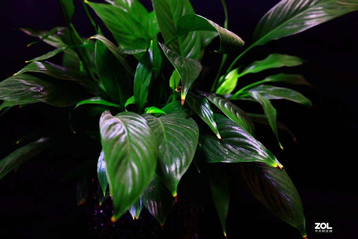 练习，在家中拍绿色的叶子