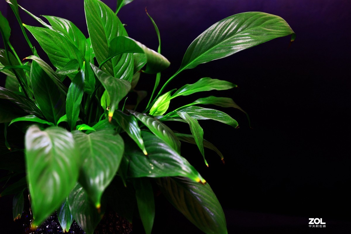 练习，在家中拍绿色的叶子