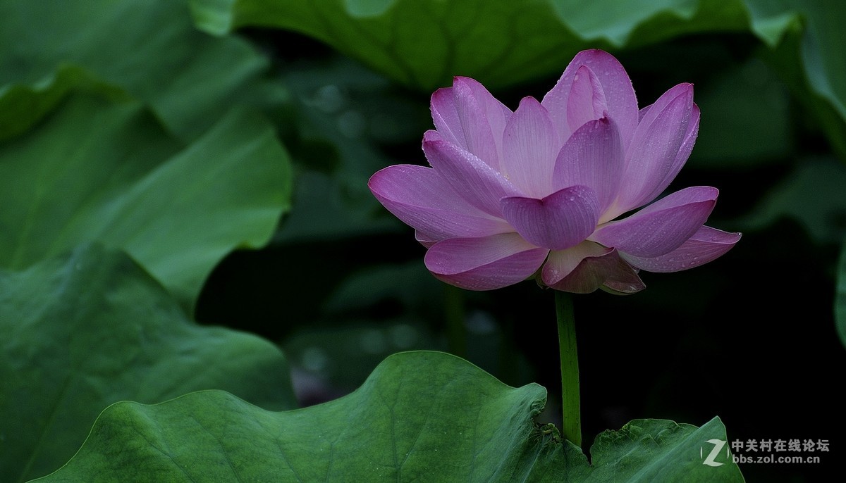 【视觉光影】映日荷花（15）