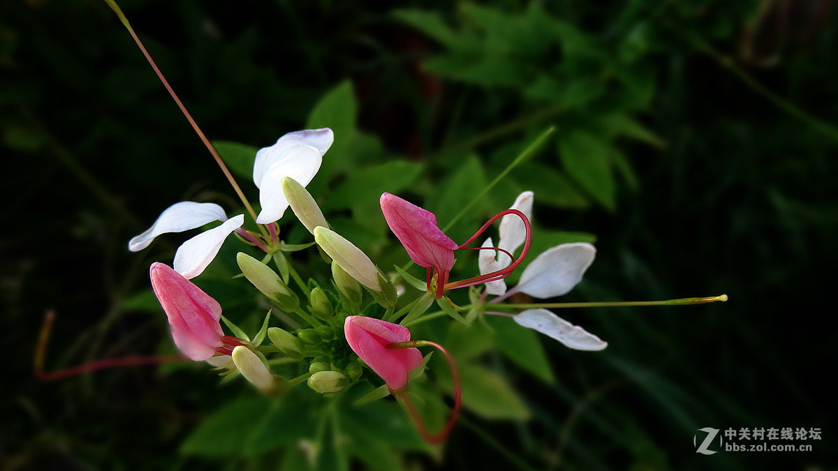 美得能让蝴蝶醉——醉蝶花