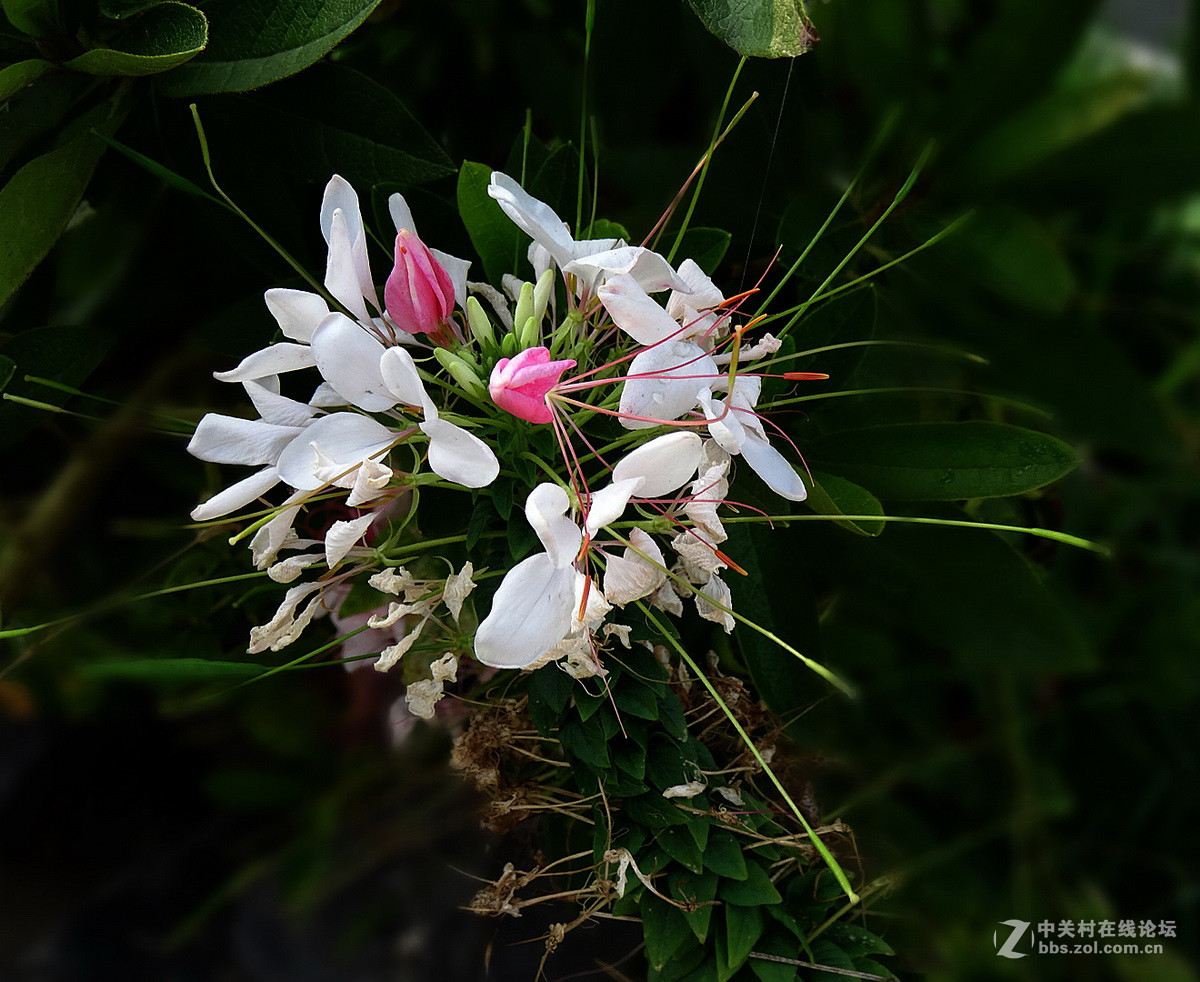 美得能让蝴蝶醉——醉蝶花