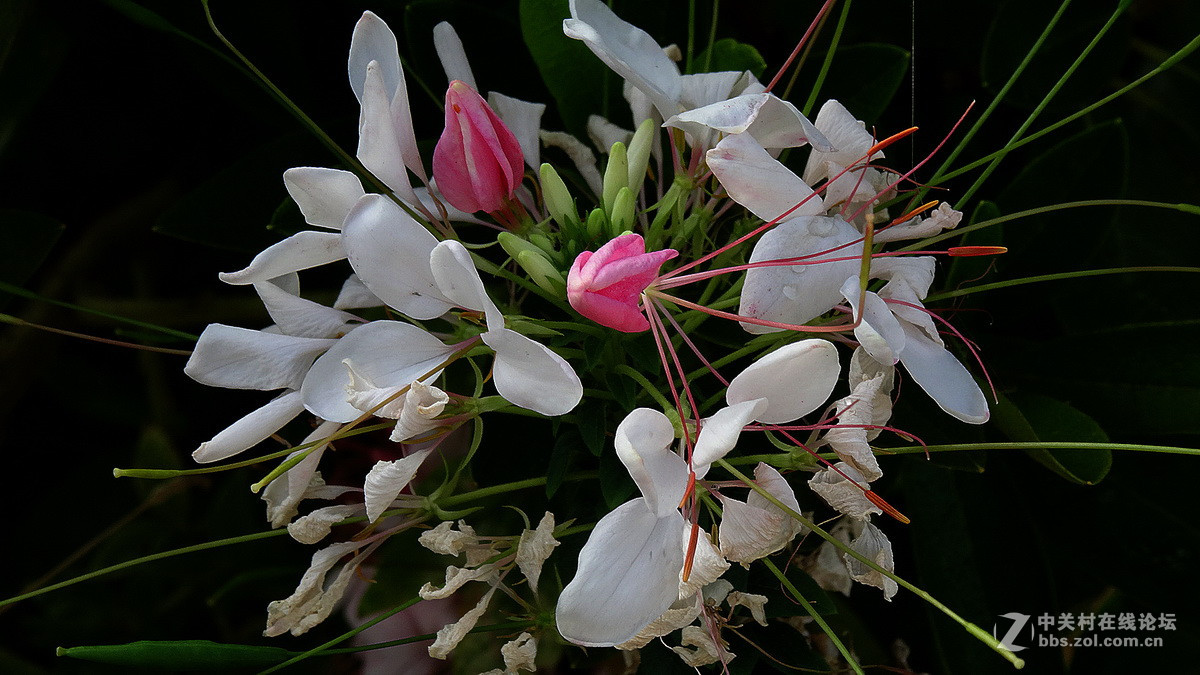 美得能让蝴蝶醉——醉蝶花