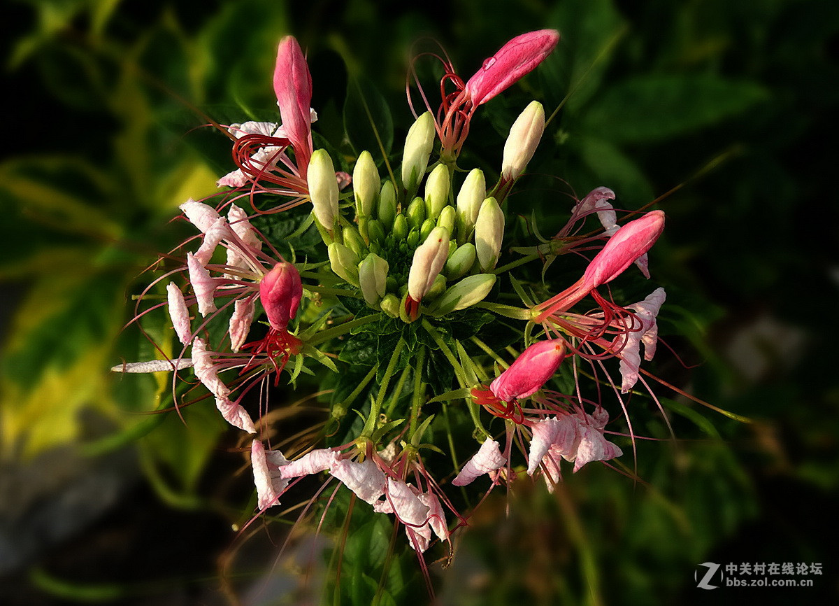 美得能让蝴蝶醉——醉蝶花