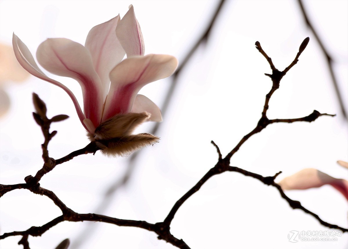 一组花卉