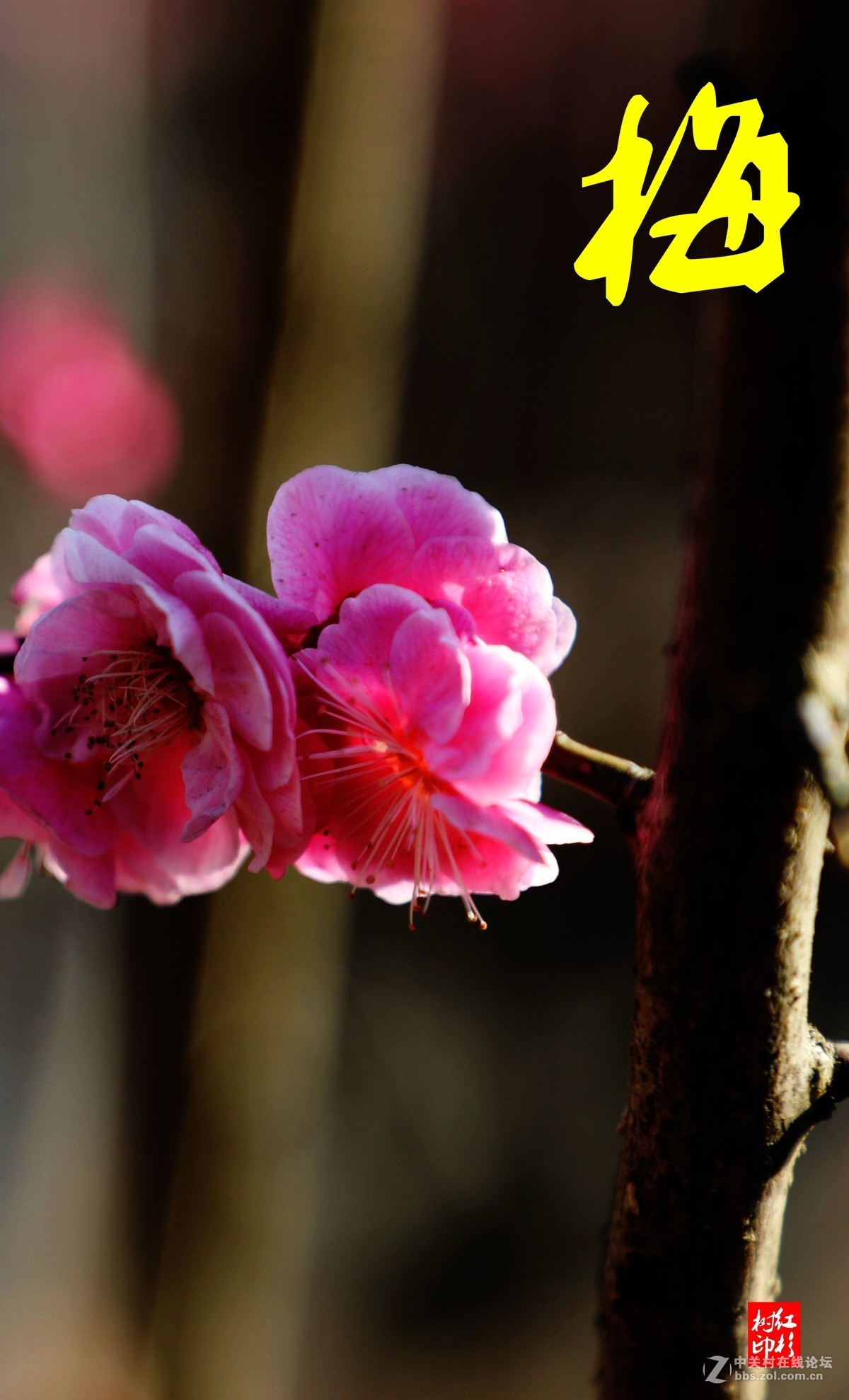 一组花卉