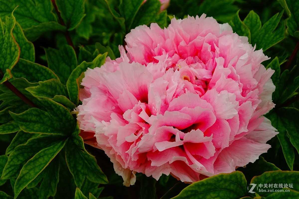 花开富贵牡丹花11