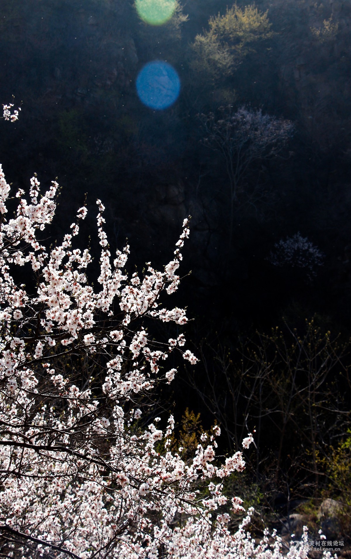 #正是一年最美时# 春到猕猴桃谷 续