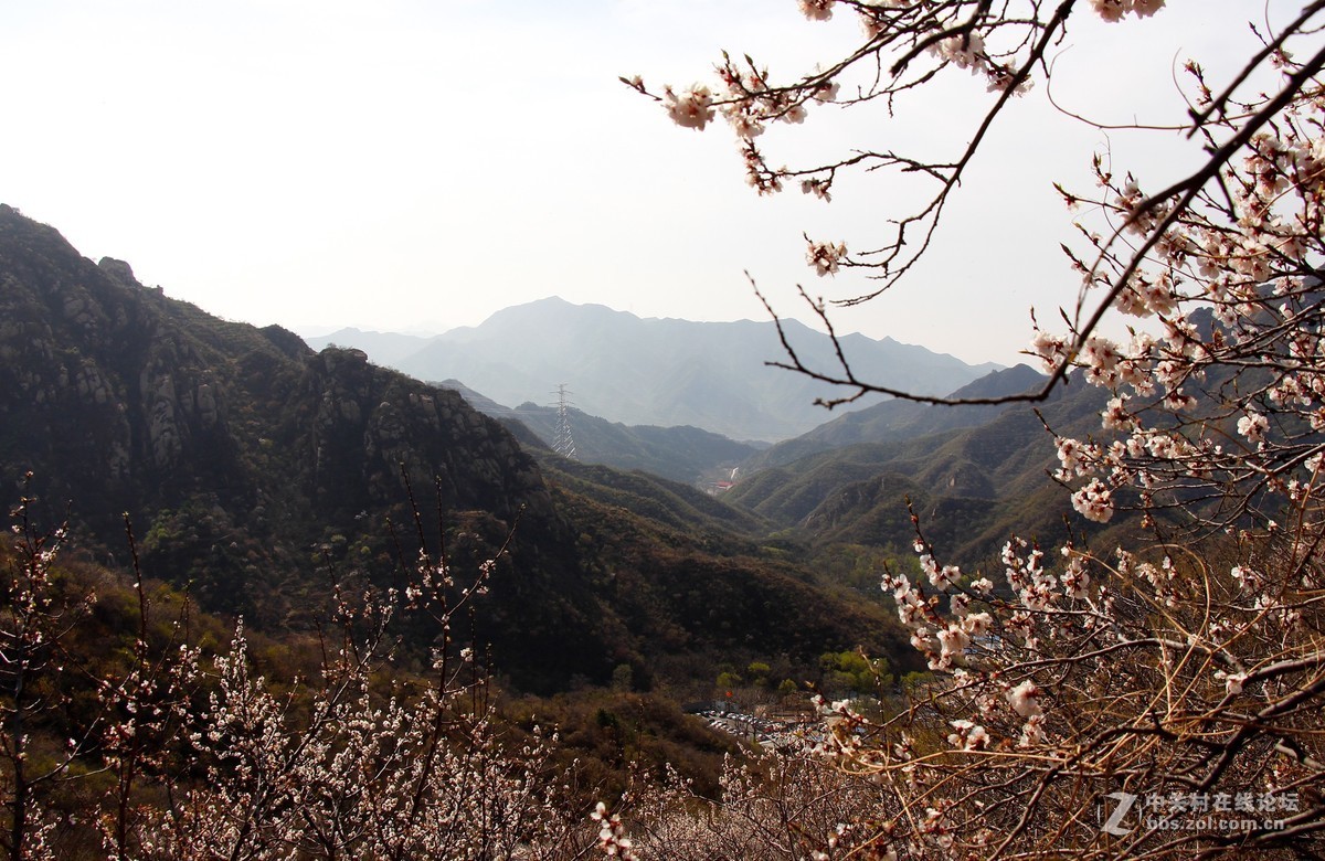 #正是一年最美时# 春到猕猴桃谷 续