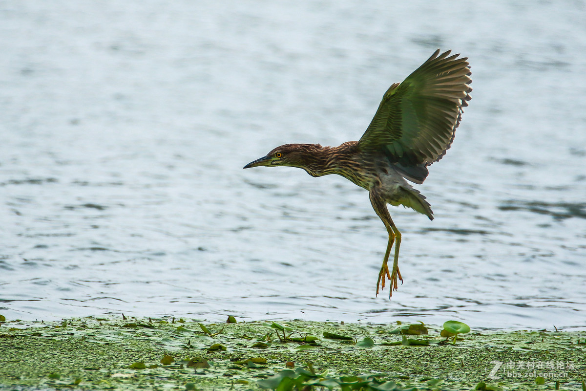 重新发帖，金城湾公园（2）