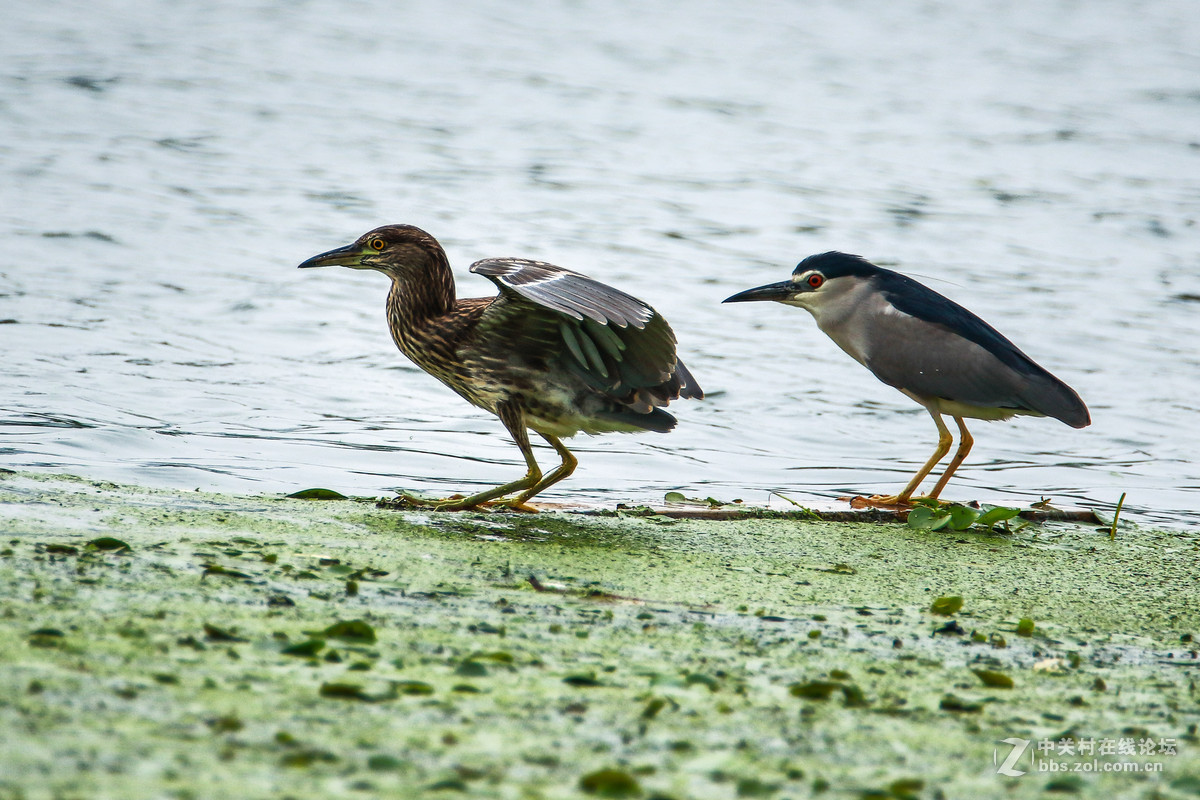 重新发帖，金城湾公园（2）
