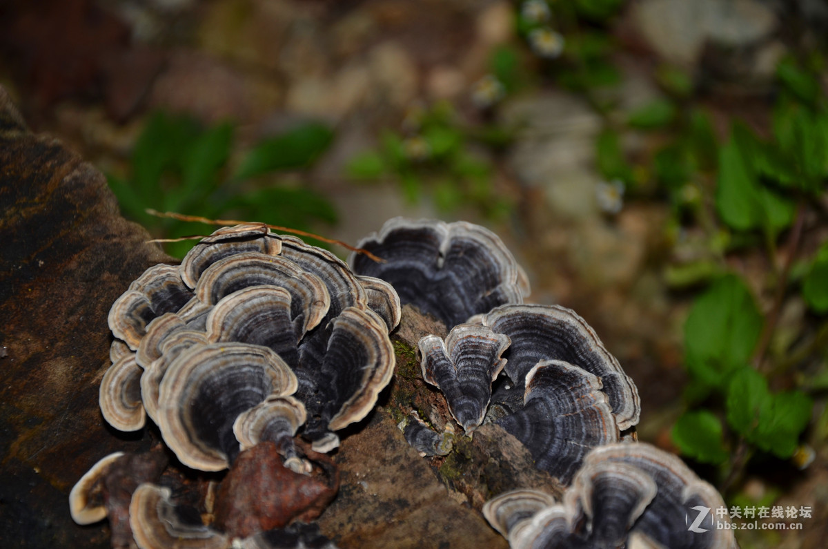 大爱秦岭--深秋篇