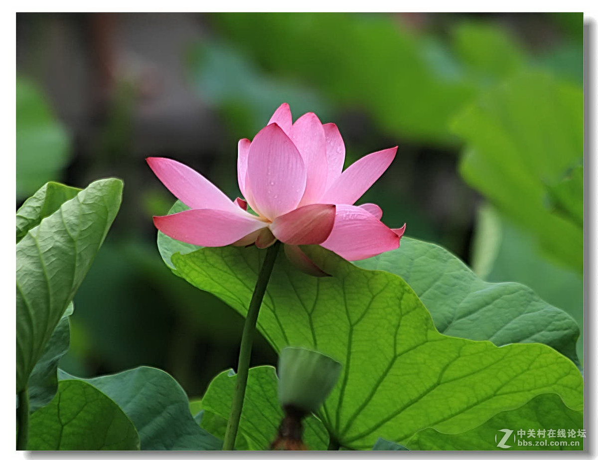 人民公园拍荷续【完】