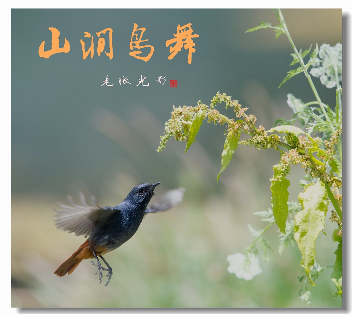 【老张光影】 山涧鸟舞 (南山草间听鸟鸣第二季)