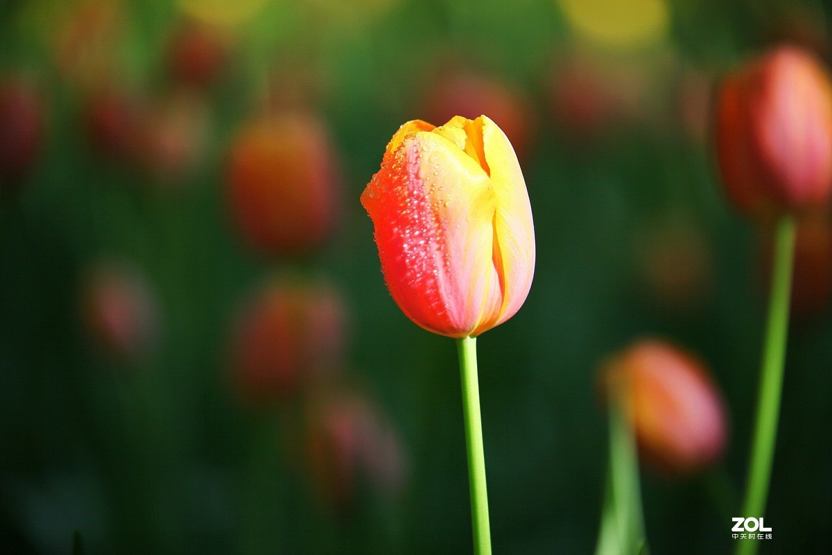 中山公园郁金香