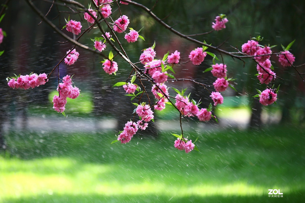 中山公园郁金香