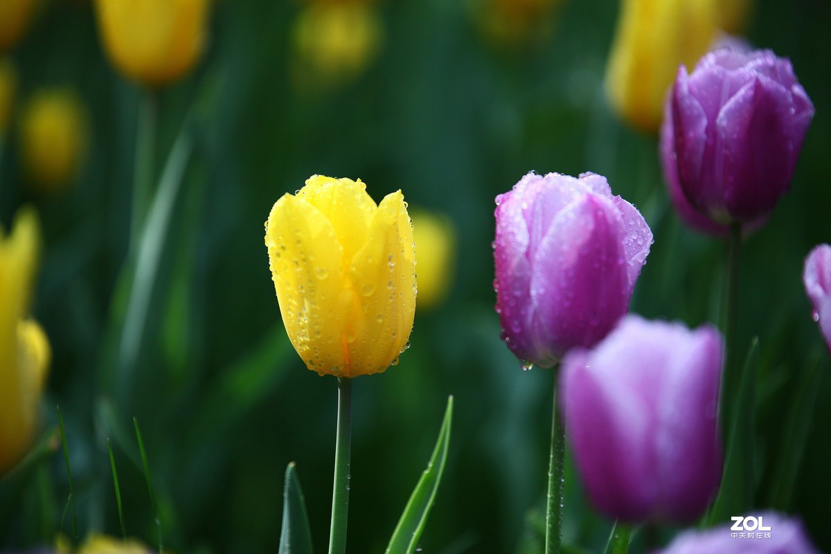 中山公园郁金香