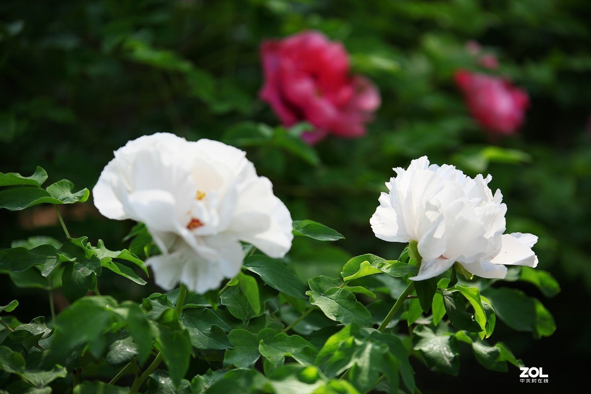 中山公园郁金香