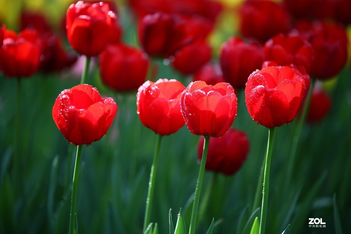 中山公园郁金香