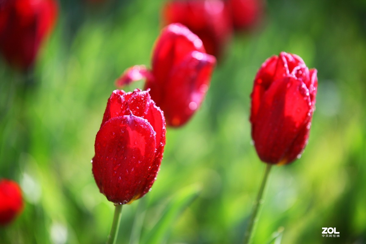 中山公园郁金香