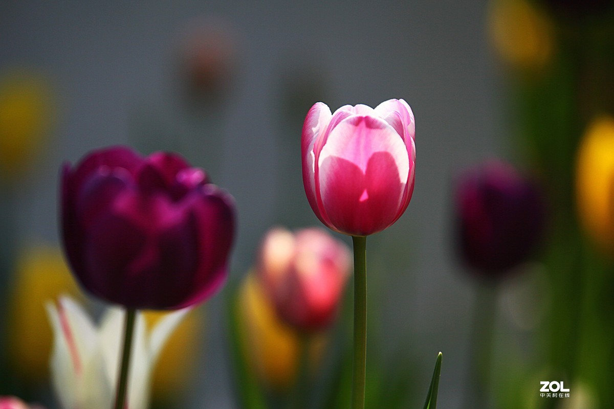 中山公园郁金香