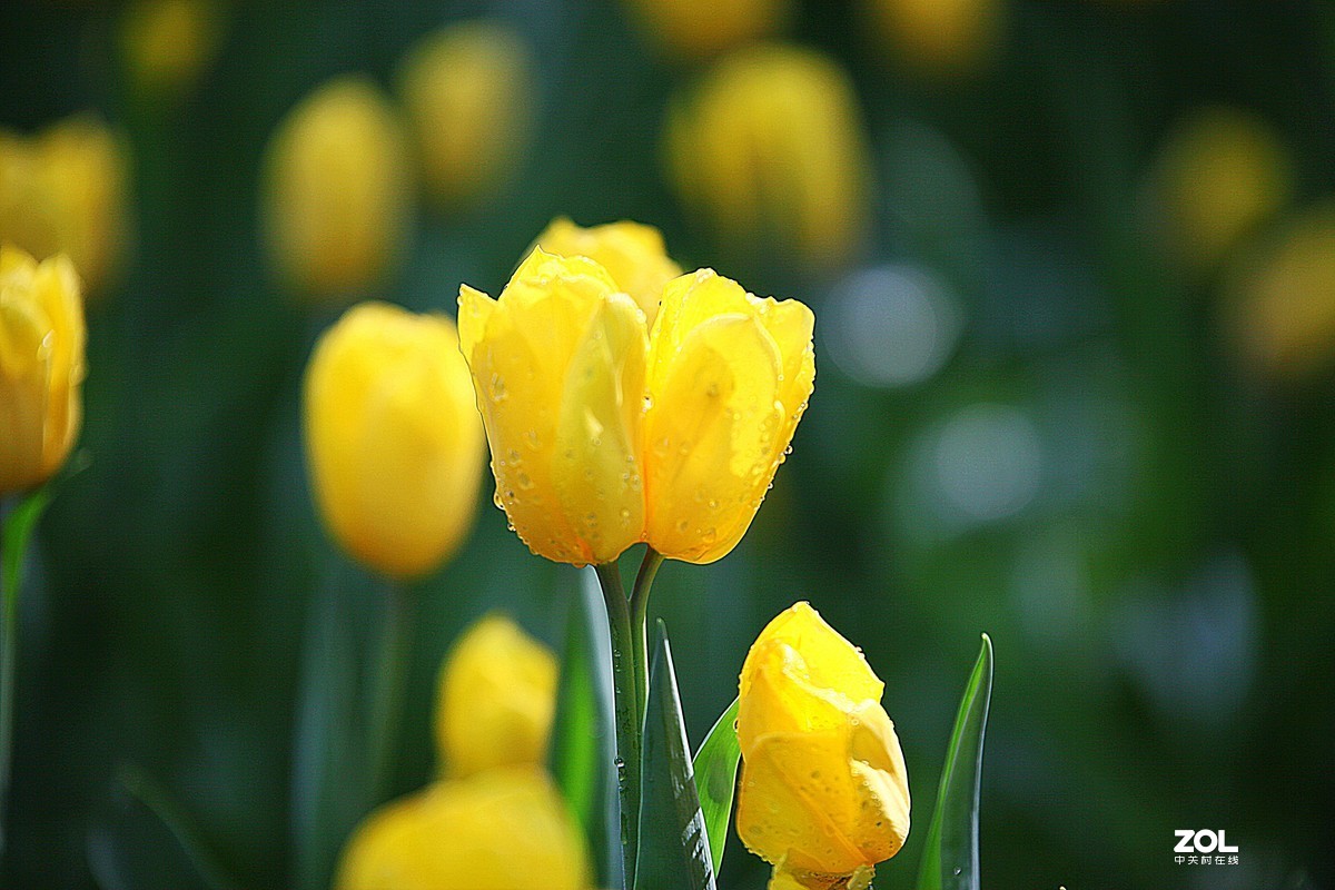 中山公园郁金香