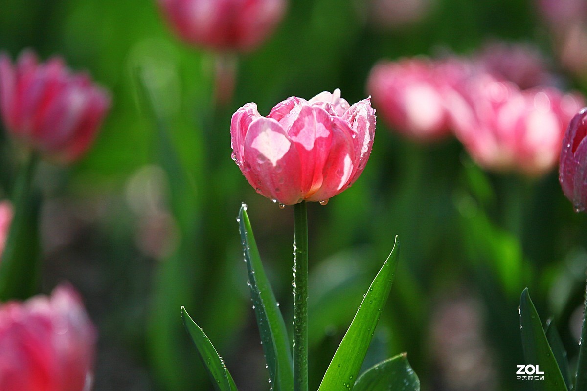 中山公园郁金香