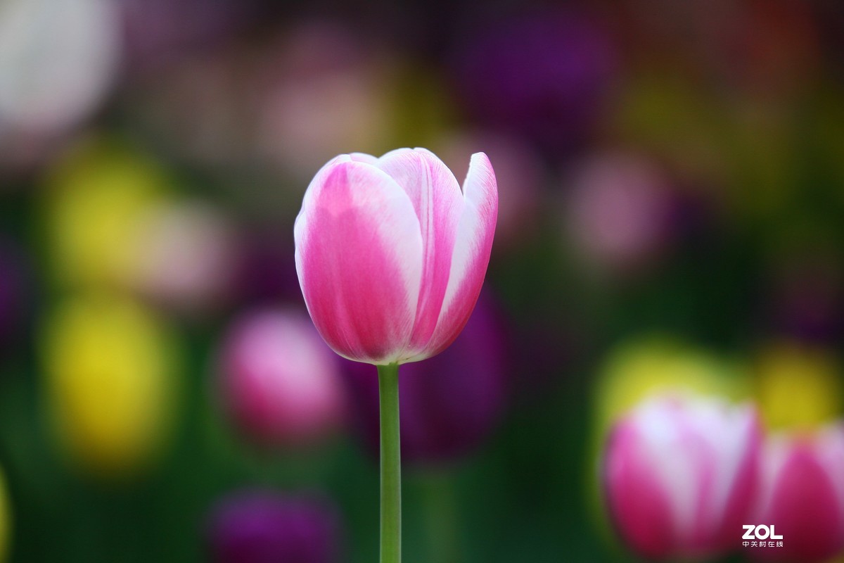 中山公园郁金香