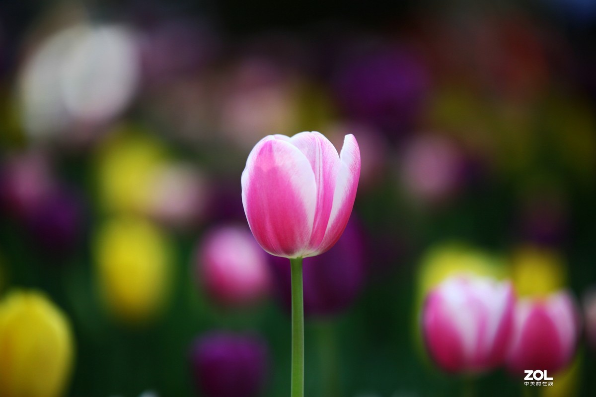 中山公园郁金香