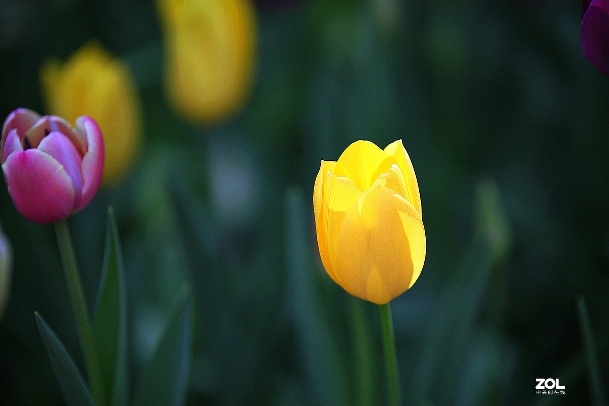 中山公园郁金香