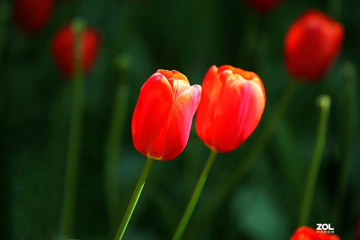 中山公园郁金香