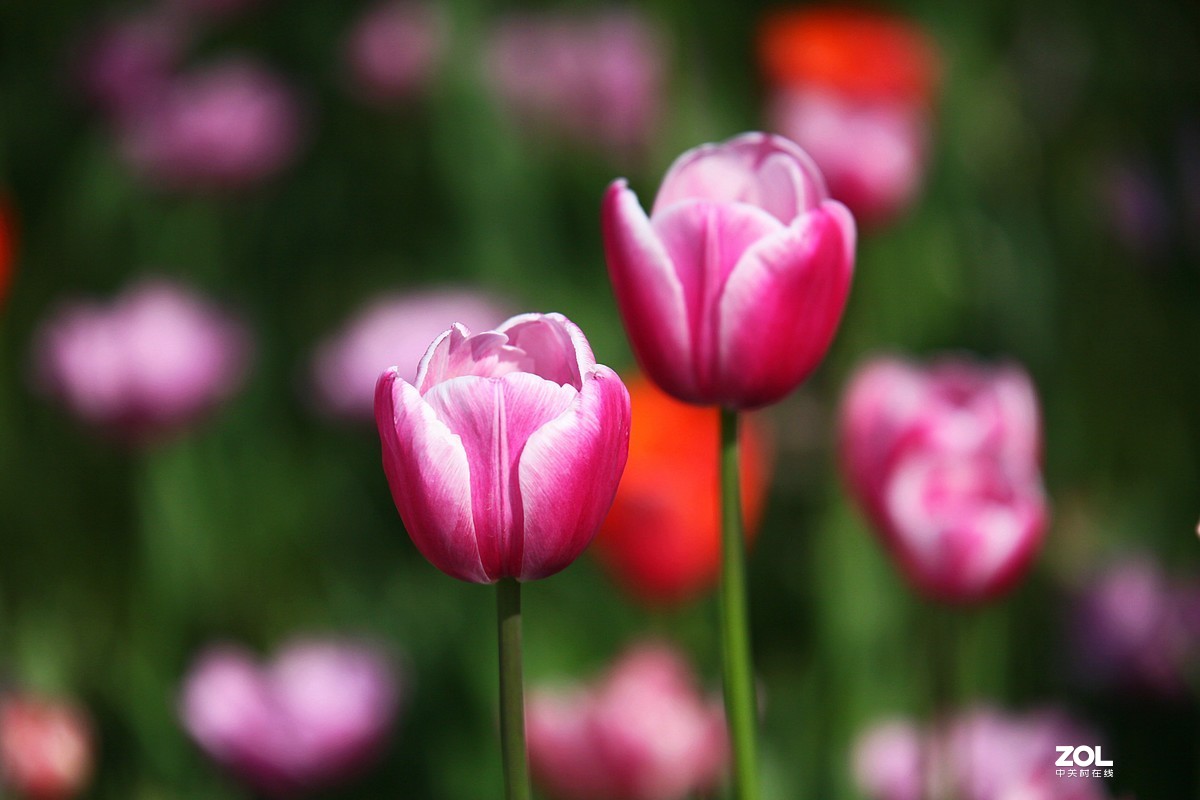 中山公园郁金香