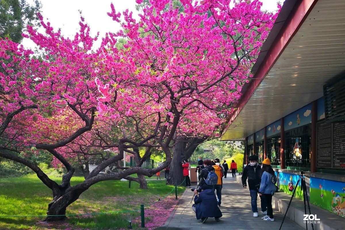 中山公园郁金香