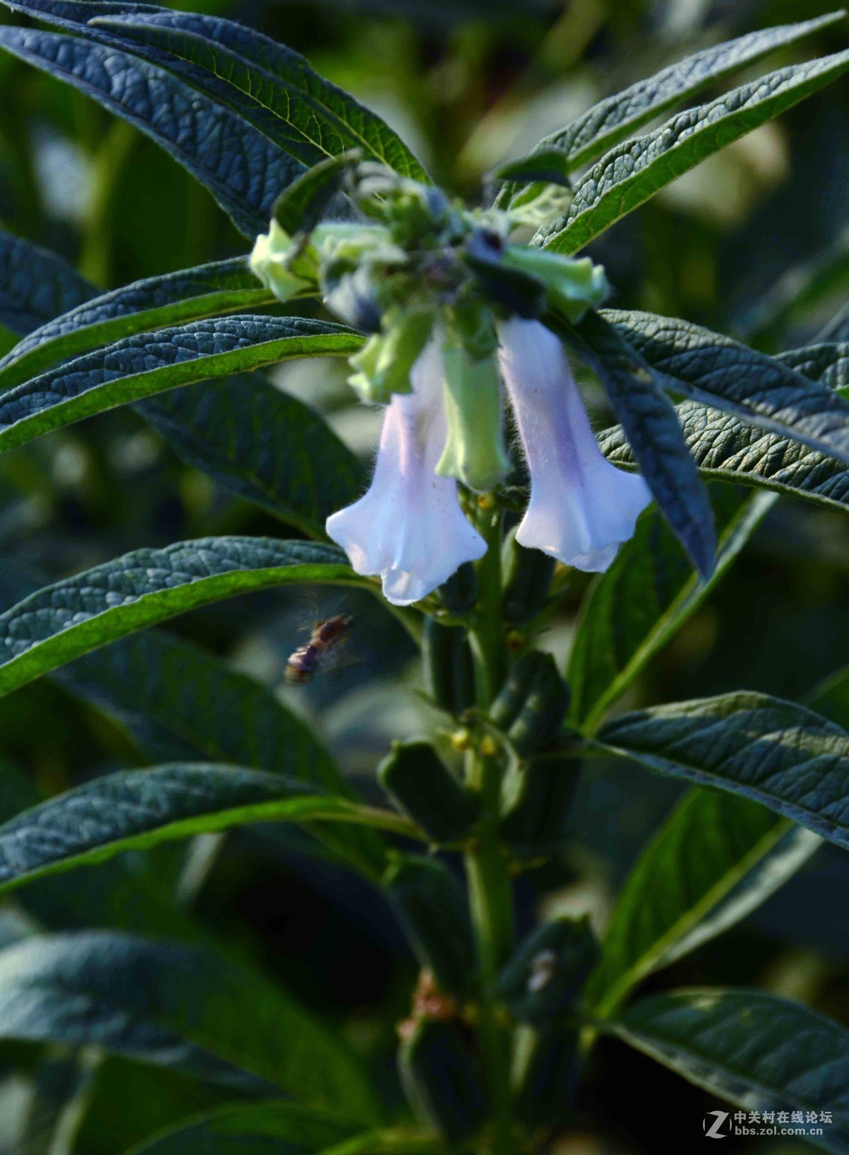 芝麻开花节节高