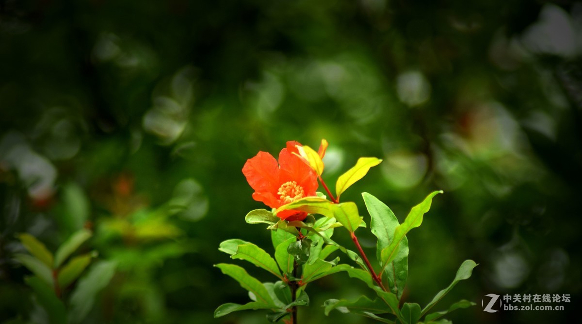 腾龙A17拍花〈三〉石榴花