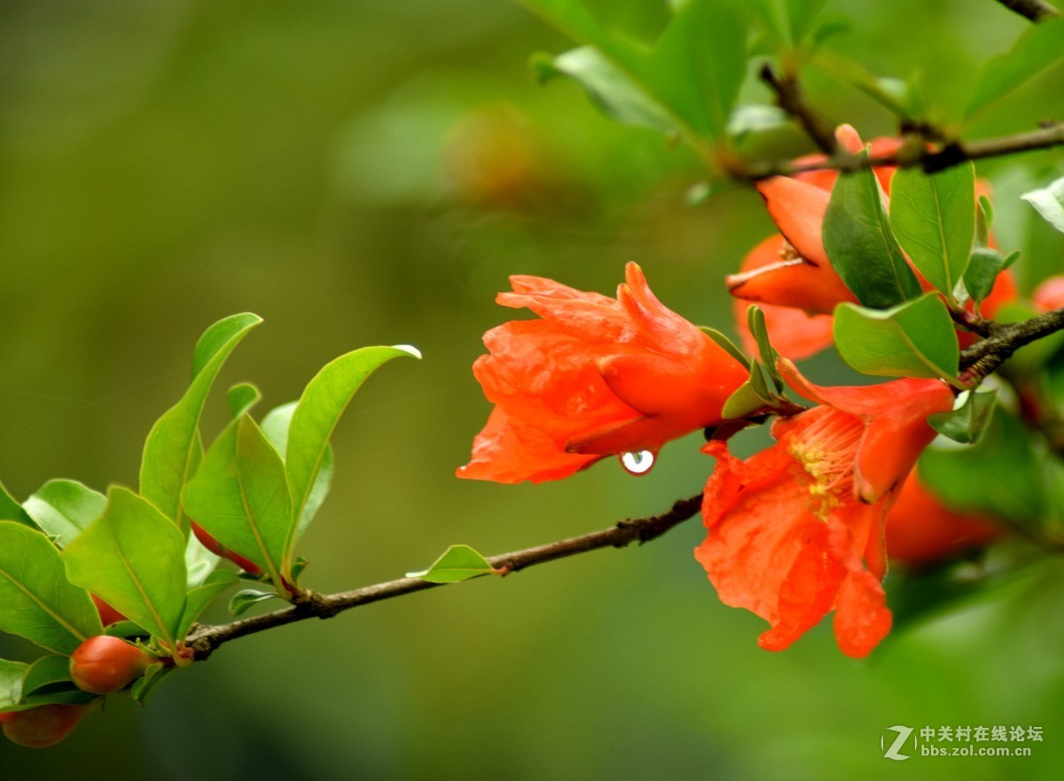 腾龙A17拍花〈三〉石榴花