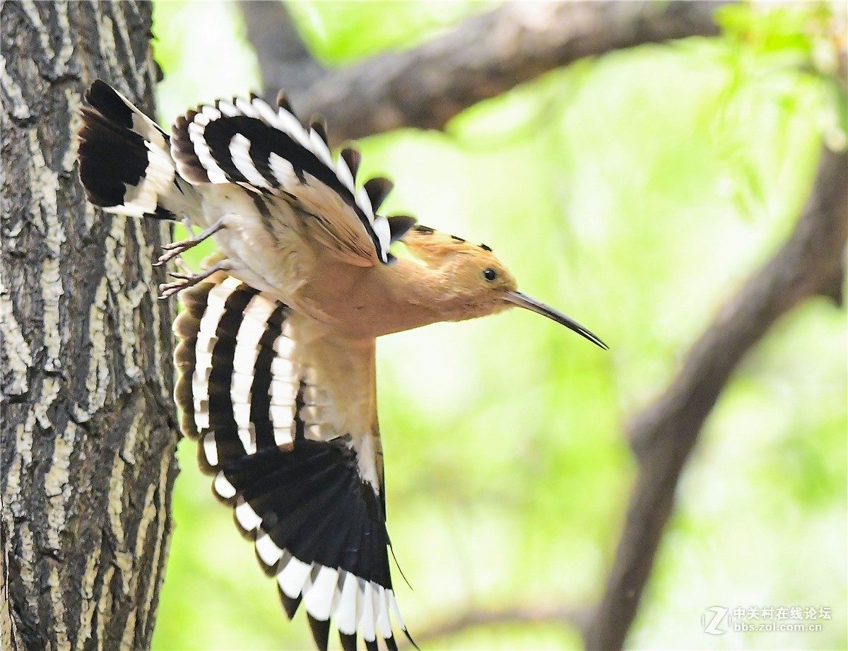 農展館拍鳥戴勝鳥3