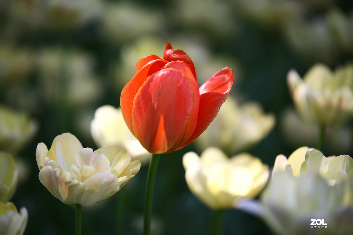 中山公园郁金香