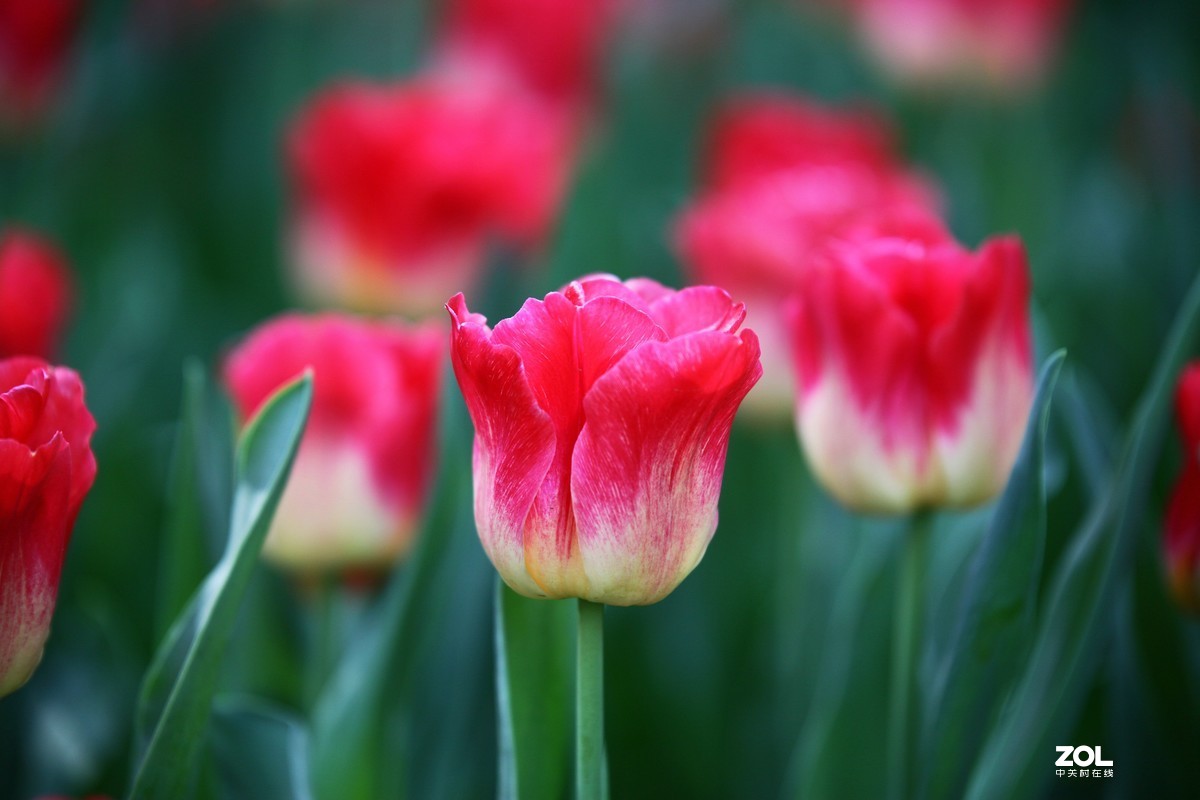 中山公园郁金香