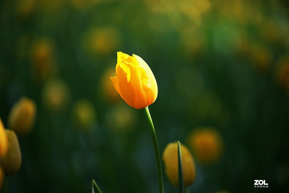 中山公园郁金香