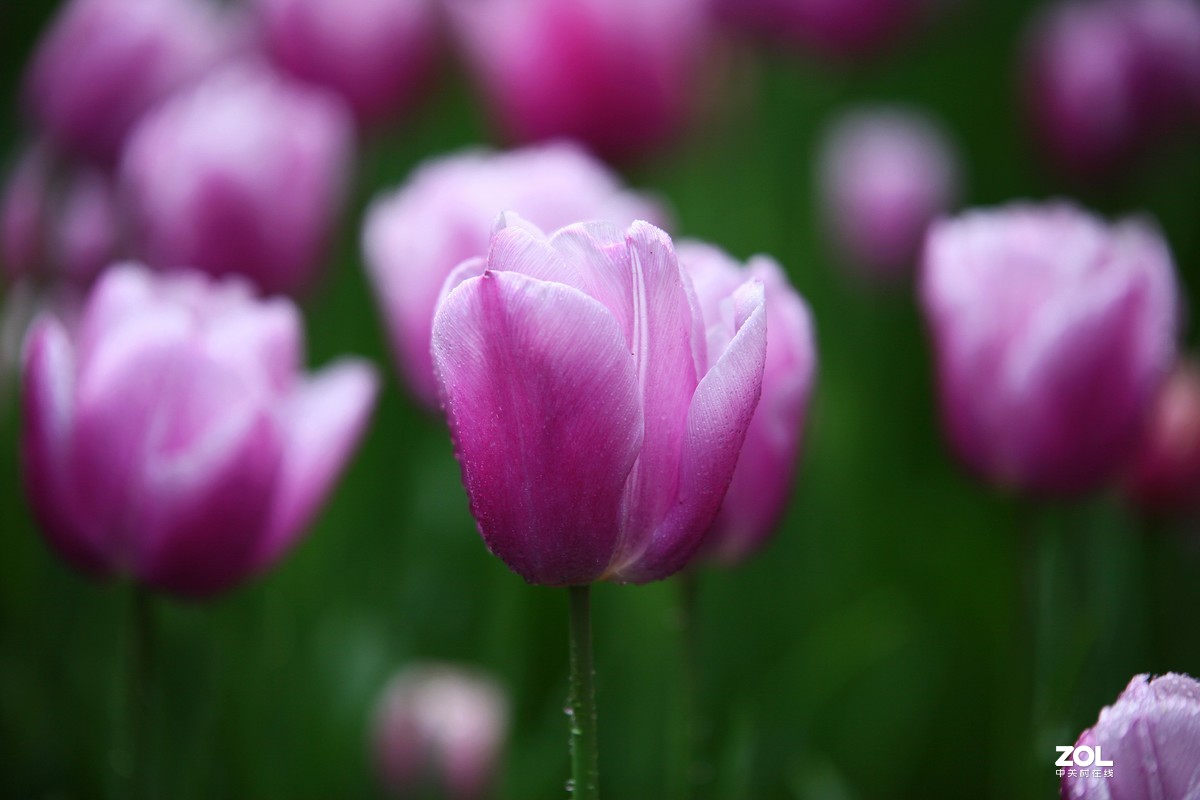 中山公园郁金香