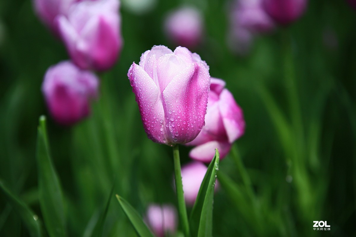 中山公园郁金香