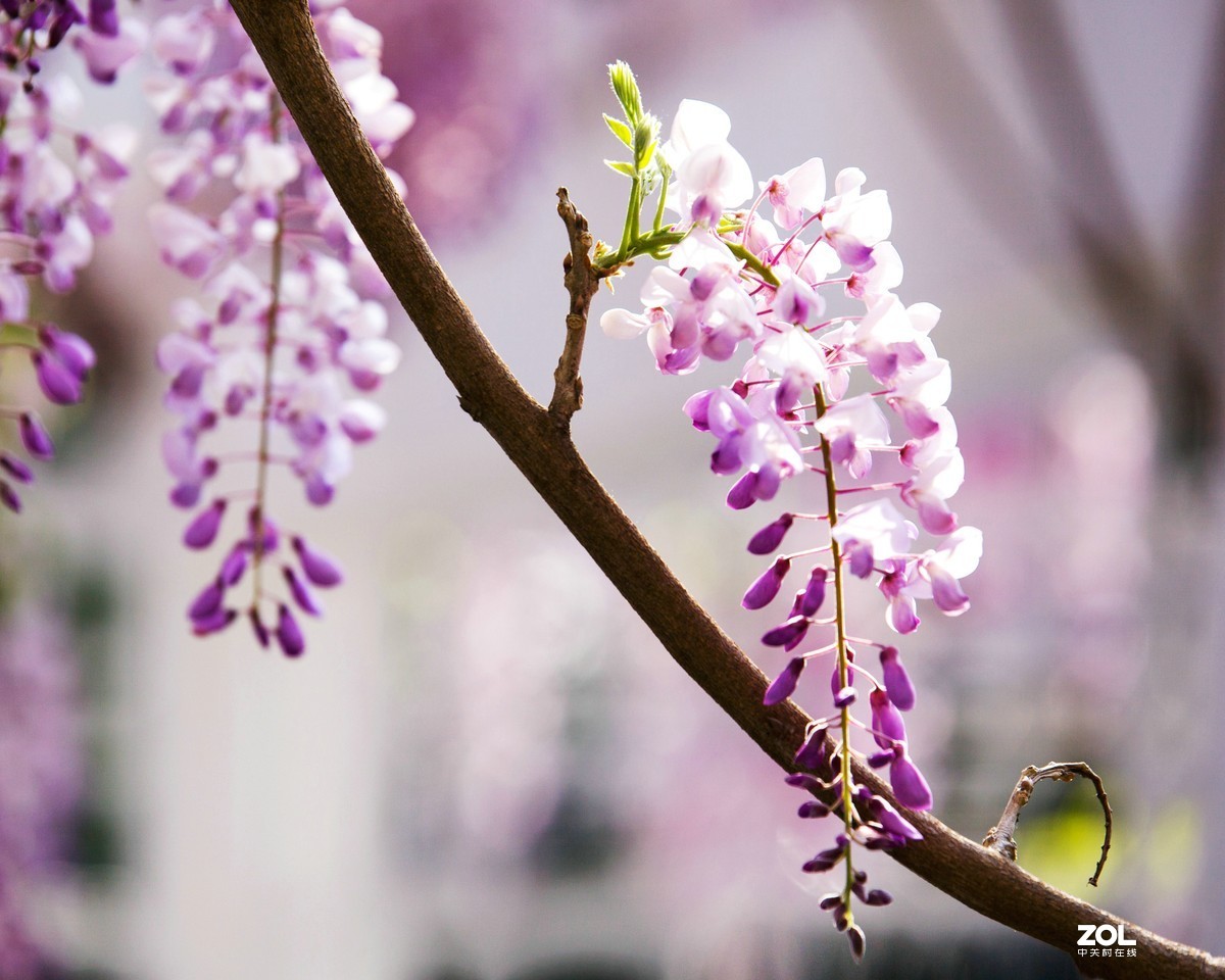 中山公园郁金香