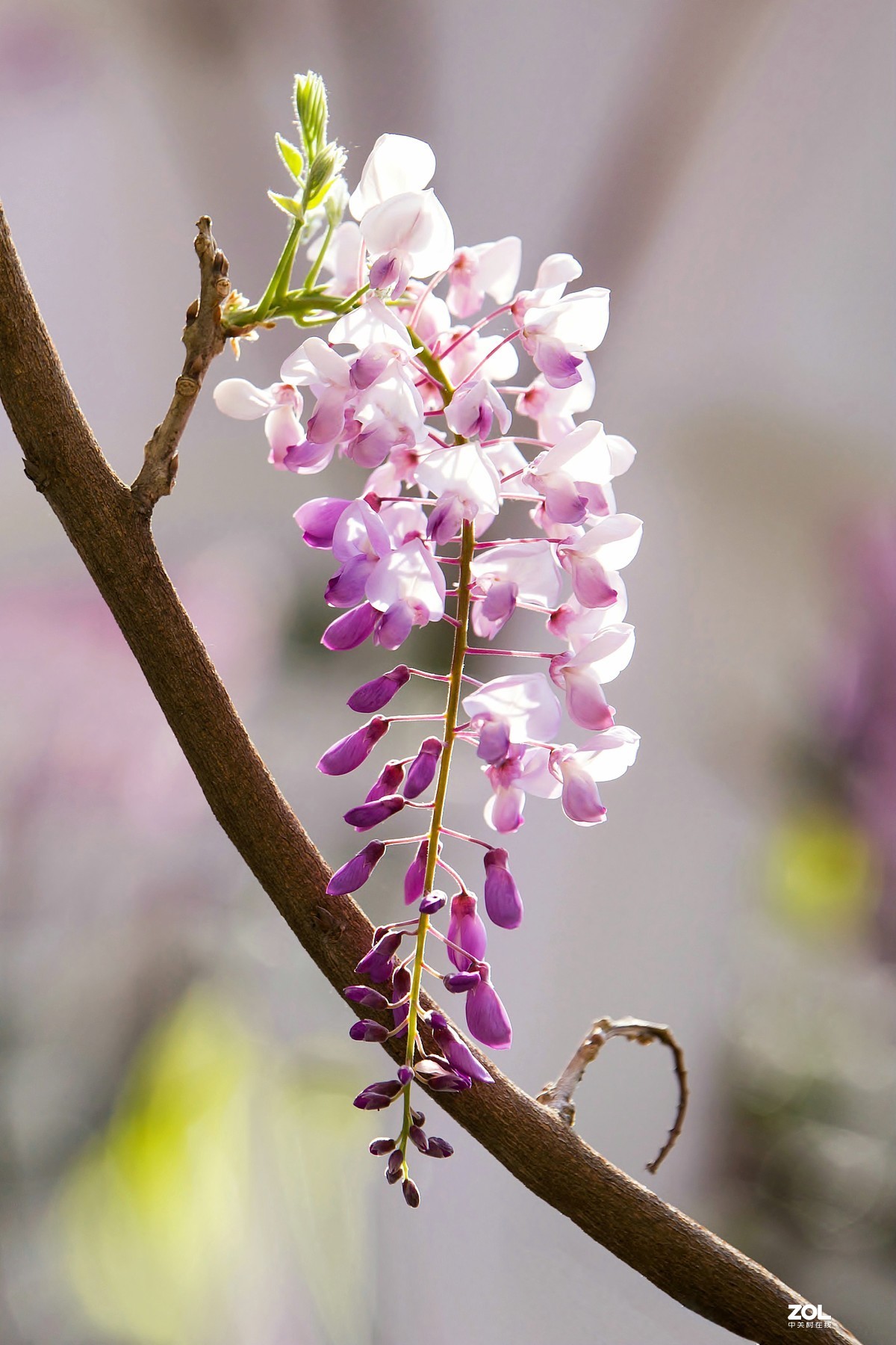 中山公园郁金香