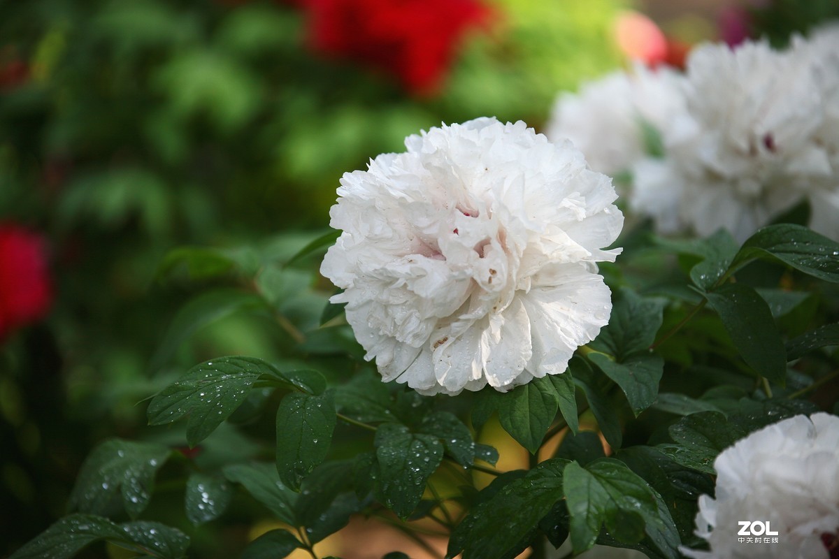 中山公园郁金香