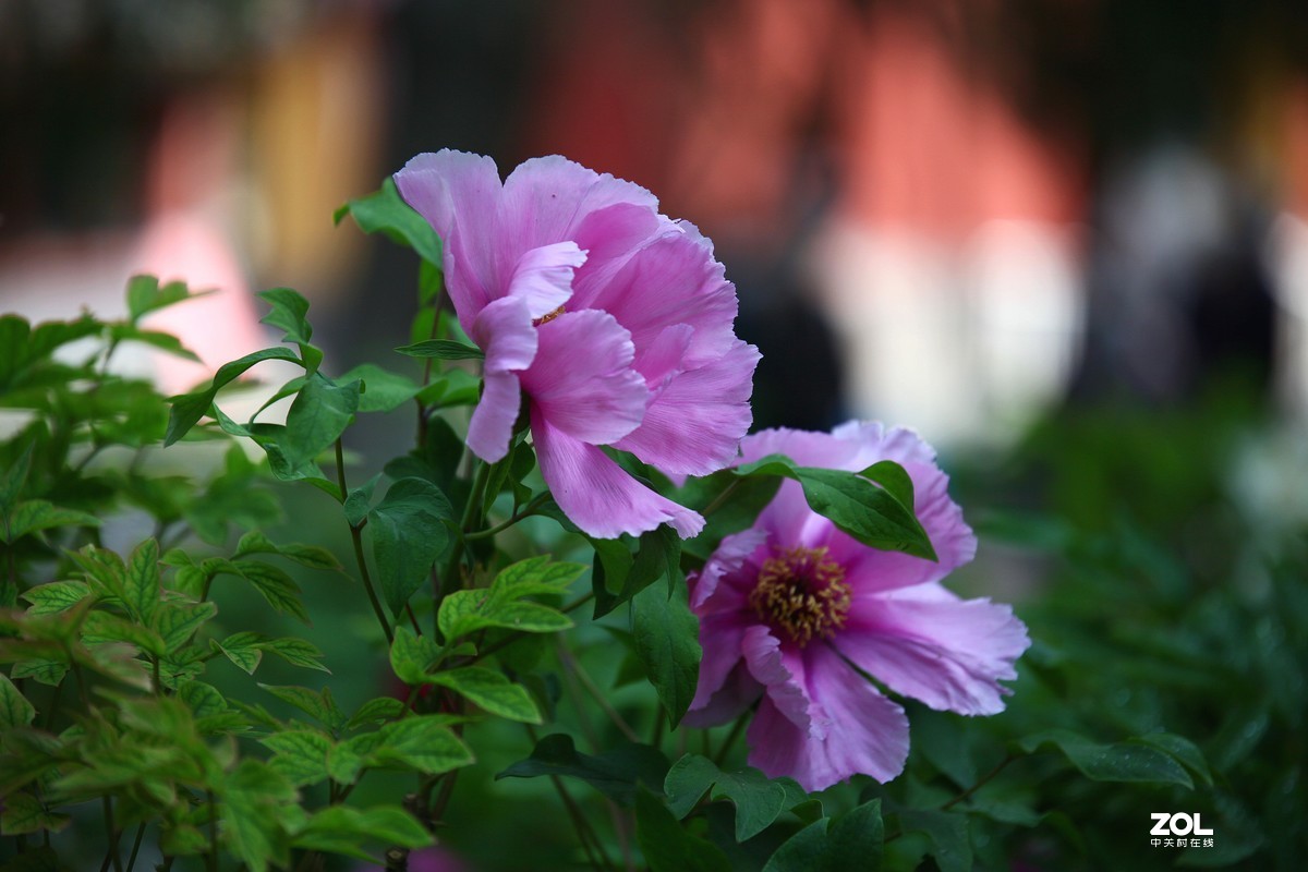 中山公园郁金香