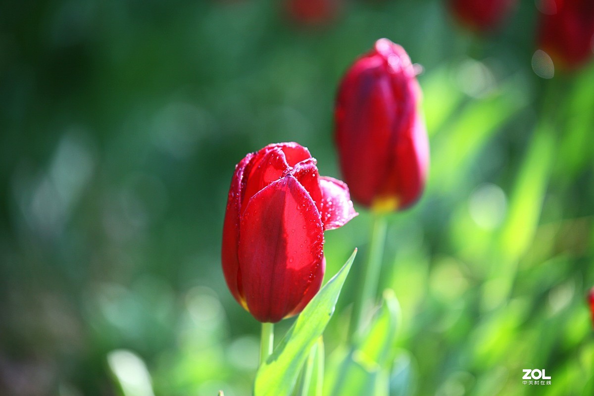 中山公园郁金香