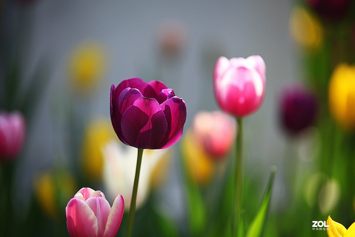 中山公园郁金香